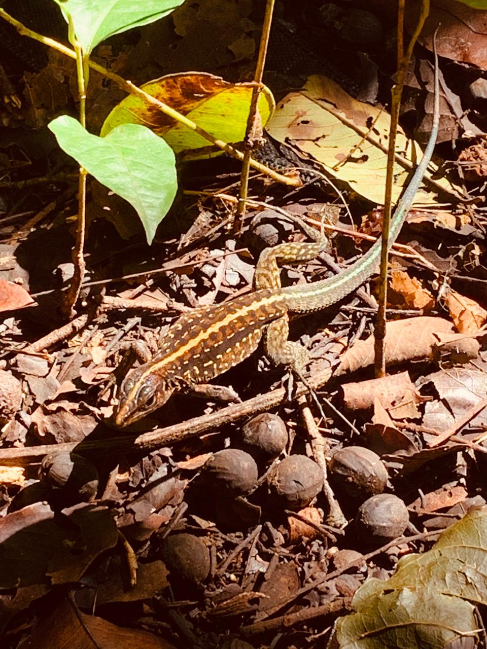 Tortuguero WhatsApp Image 2025-12-06 at 11.40.40 AM (2)